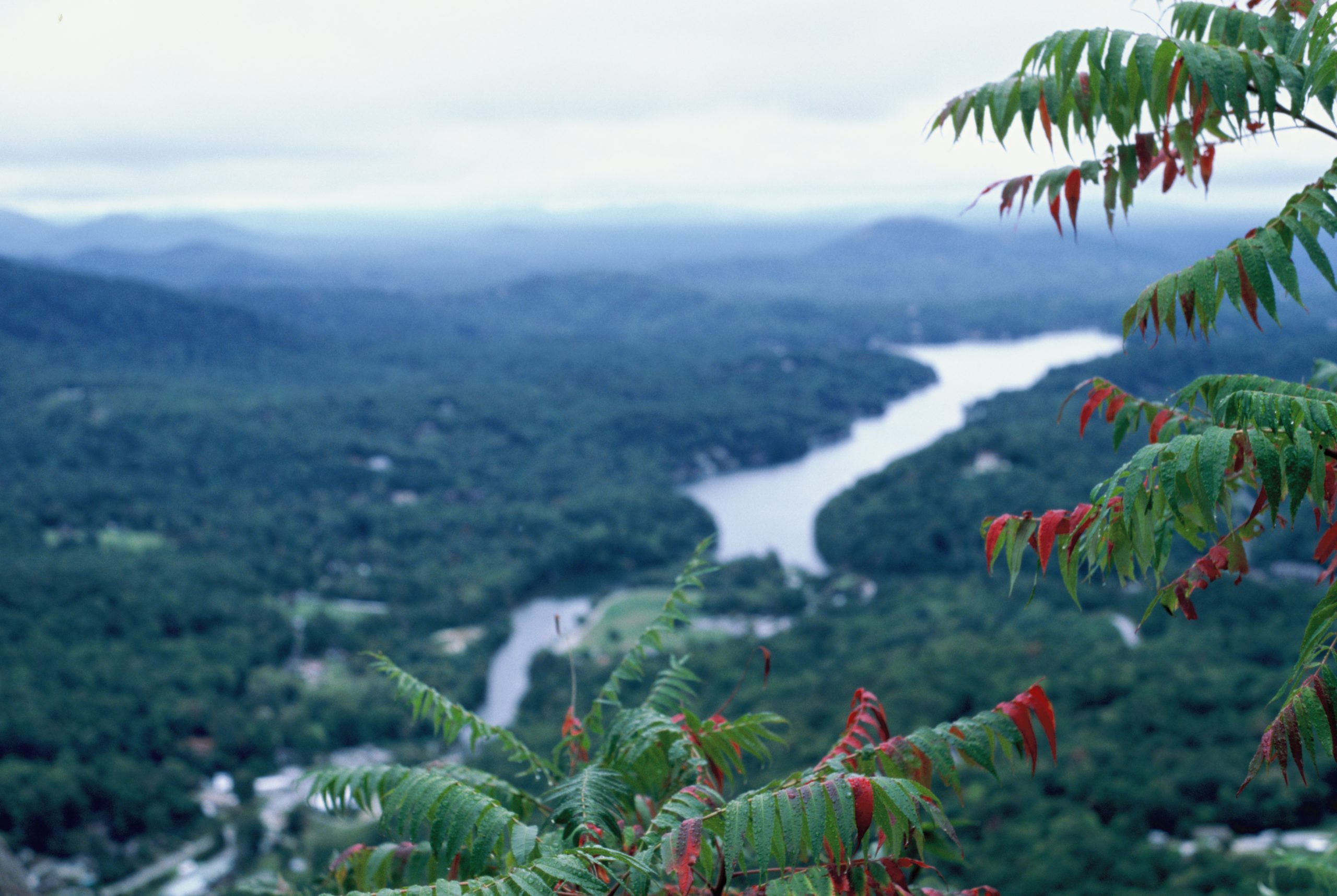 A panoramic view of a lush, green valley with a winding river cutting through the landscape. The foreground features vibrant green and red leaves from a tree, while soft, rolling hills and distant mountains with a cloudy sky form the backdrop—reminiscent of the artistry in graphic design by Millworks Web Design & Graphics.