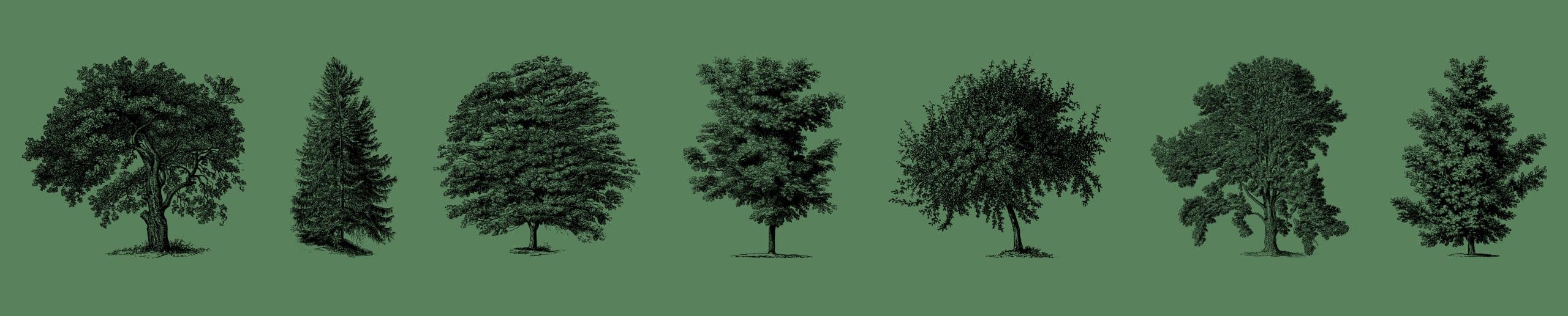 Illustration of seven different kinds of trees arranged in a row against a green background. Each tree has unique shapes and foliage patterns, showcasing a variety of species. Perfect for adding a touch of nature to your custom websites or any graphic design project by Millworks Web Design & Graphics.