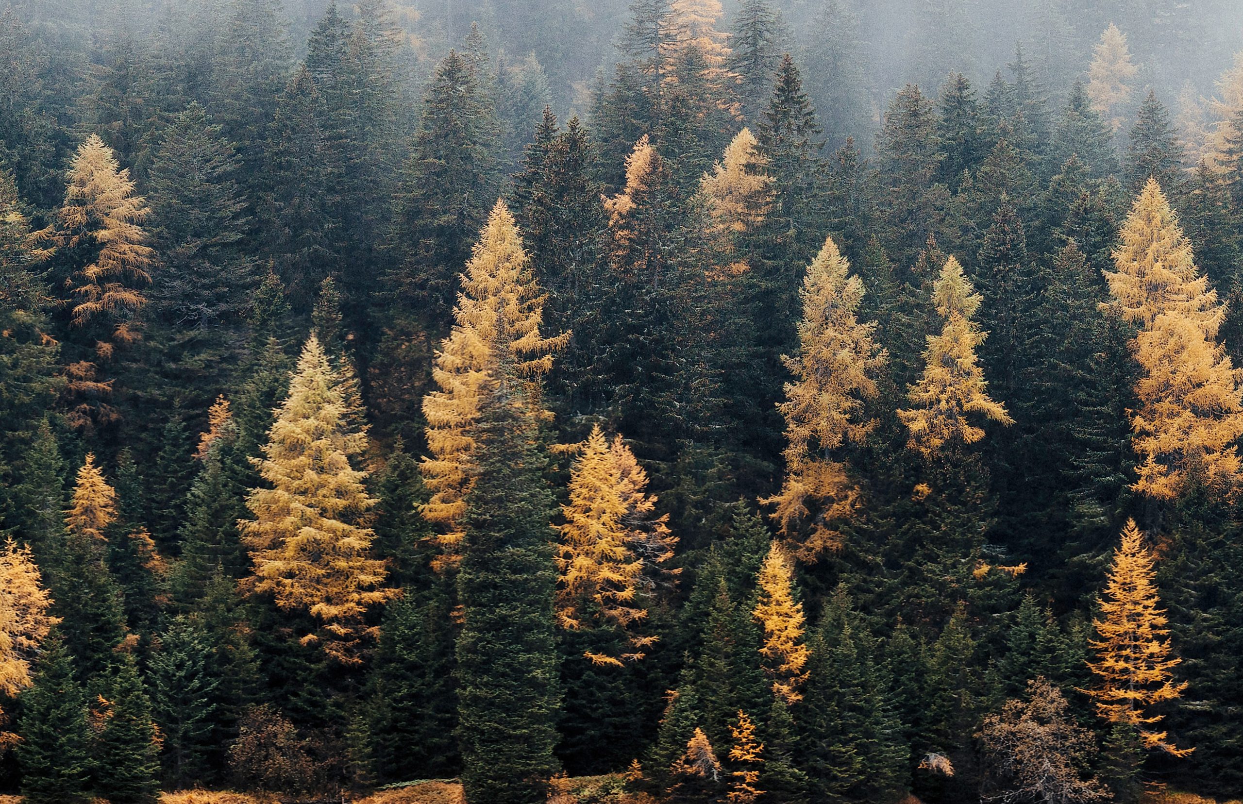 A densely packed forest of evergreen and deciduous trees on a foggy day. The trees display a gradient of colors, from deep greens to vibrant yellows and oranges, indicating foliage change in autumn. The mist adds a layer of soft, diffused light to the scene, like the artistry found in custom websites from Millworks Web Design & Graphics.