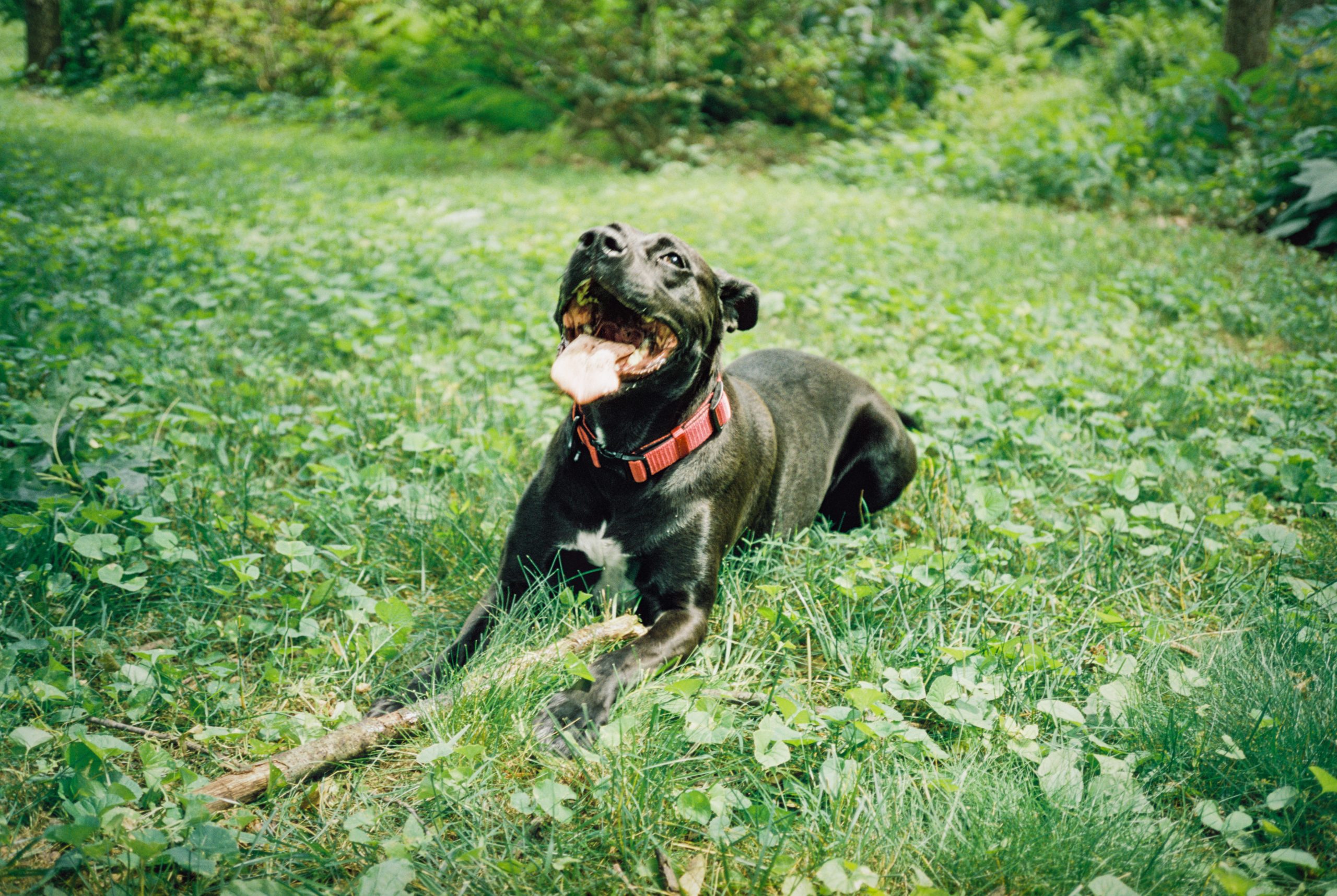 A black dog with a red collar lies on grass and clover in a lush, green backyard, panting with its mouth open and tongue out. Resembling something out of film photography, the dog appears happy and playful, with a wooden stick positioned in front of its paws.